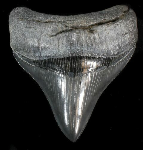 Serrated, Posterior Megalodon Tooth #41144